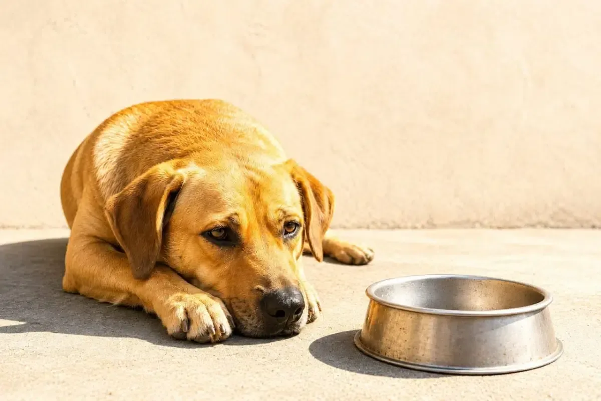 Las altas temperaturas pueden causar deshidratación y golpes de calor en mascotas.