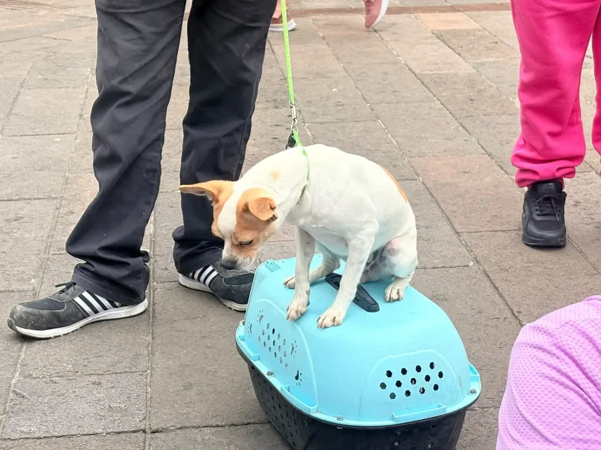 La expansión en los servicios busca promover la tenencia responsable de animales en el estado.