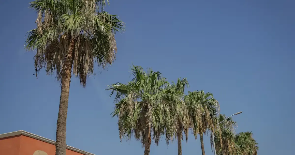 Se prevén temperaturas por encima de los 40 grados Celsius en los próximos días.