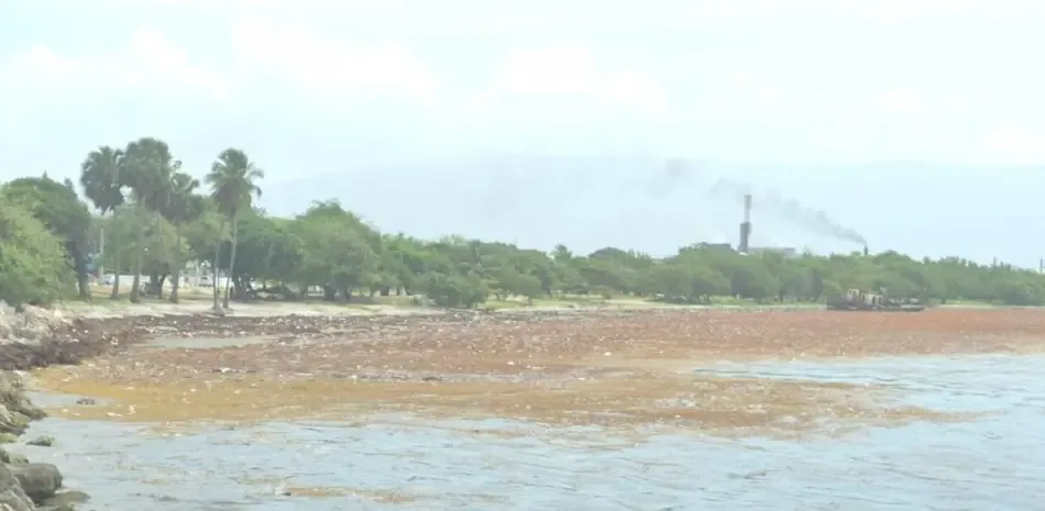 La acumulación de algas marinas afecta el turismo y la economía local en la provincia.