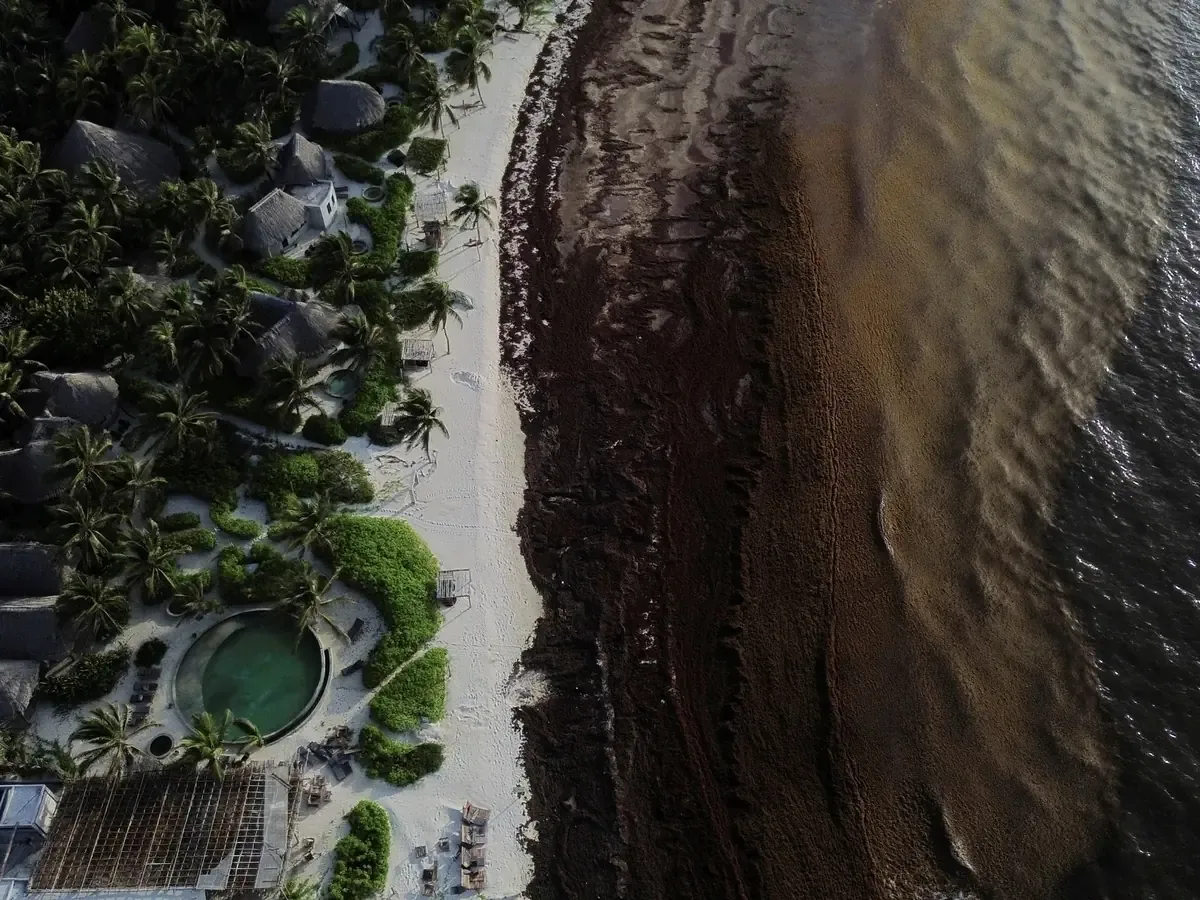 La proliferación de sargazo en el Caribe mexicano genera preocupaciones económicas y sociales.