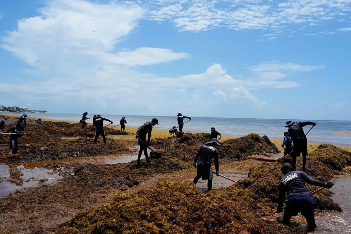 La masiva acumulación de sargazo genera problemas económicos y ecológicos en el Caribe.