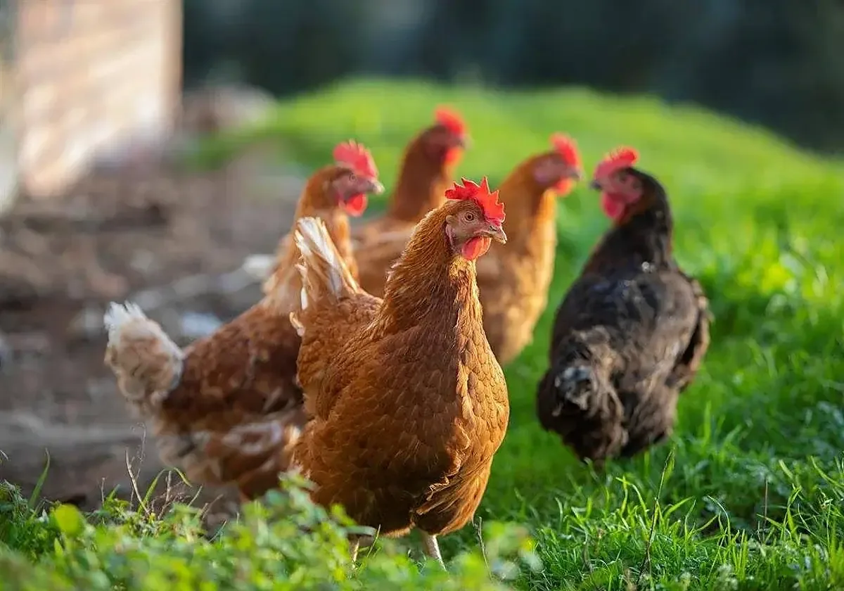Se destinarán 650.000 euros para mejorar la sanidad avícola y la seguridad alimentaria.