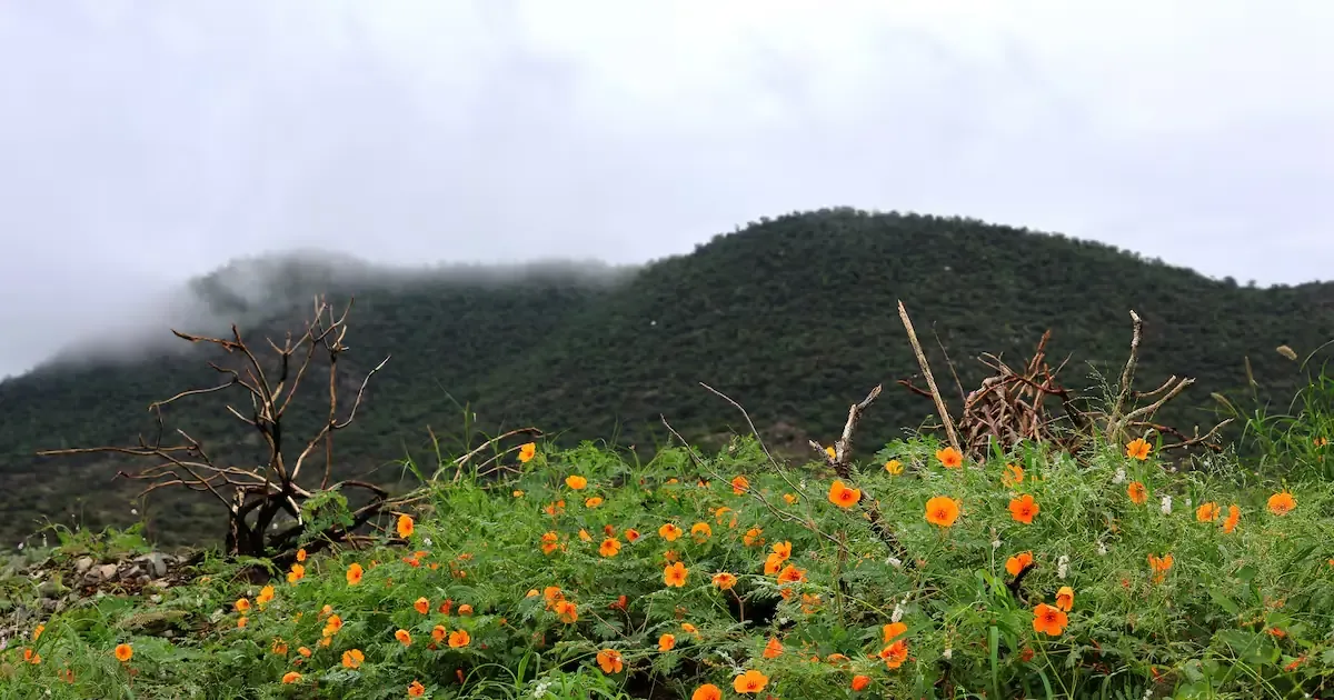 Se esperan lluvias y un descenso en las temperaturas durante el fin de semana en Sonora, afectando las celebraciones del Día de San Valentín.