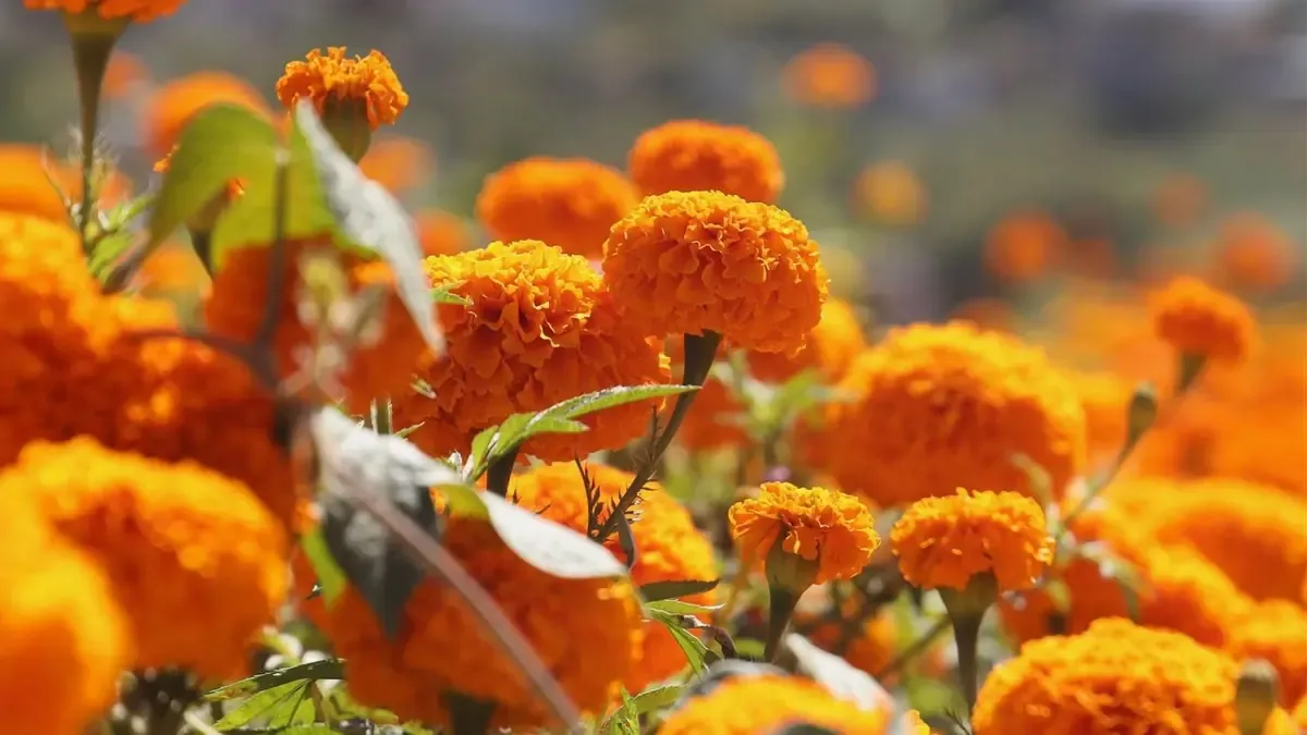 La producción de cempasúchil impulsa la economía local y promueve tradiciones mexicanas.