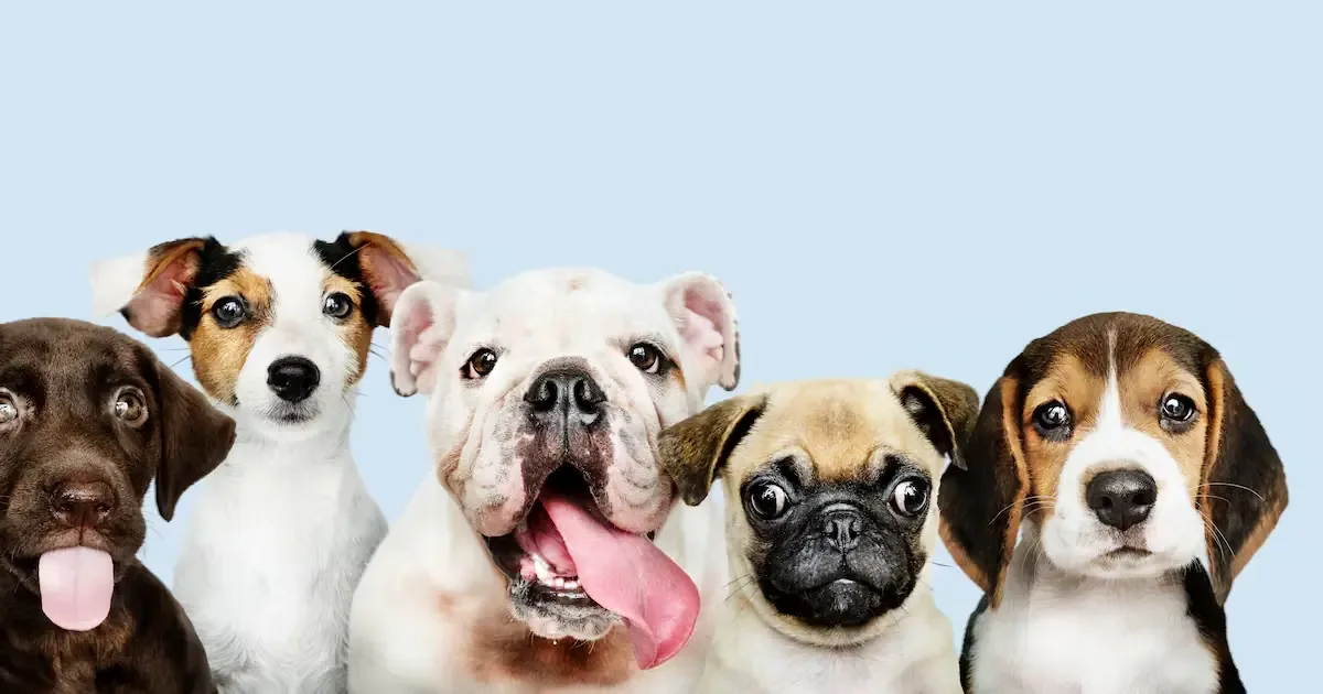 Se presenta un nuevo enfoque en la adopción de mascotas para fomentar la afinidad emocional.