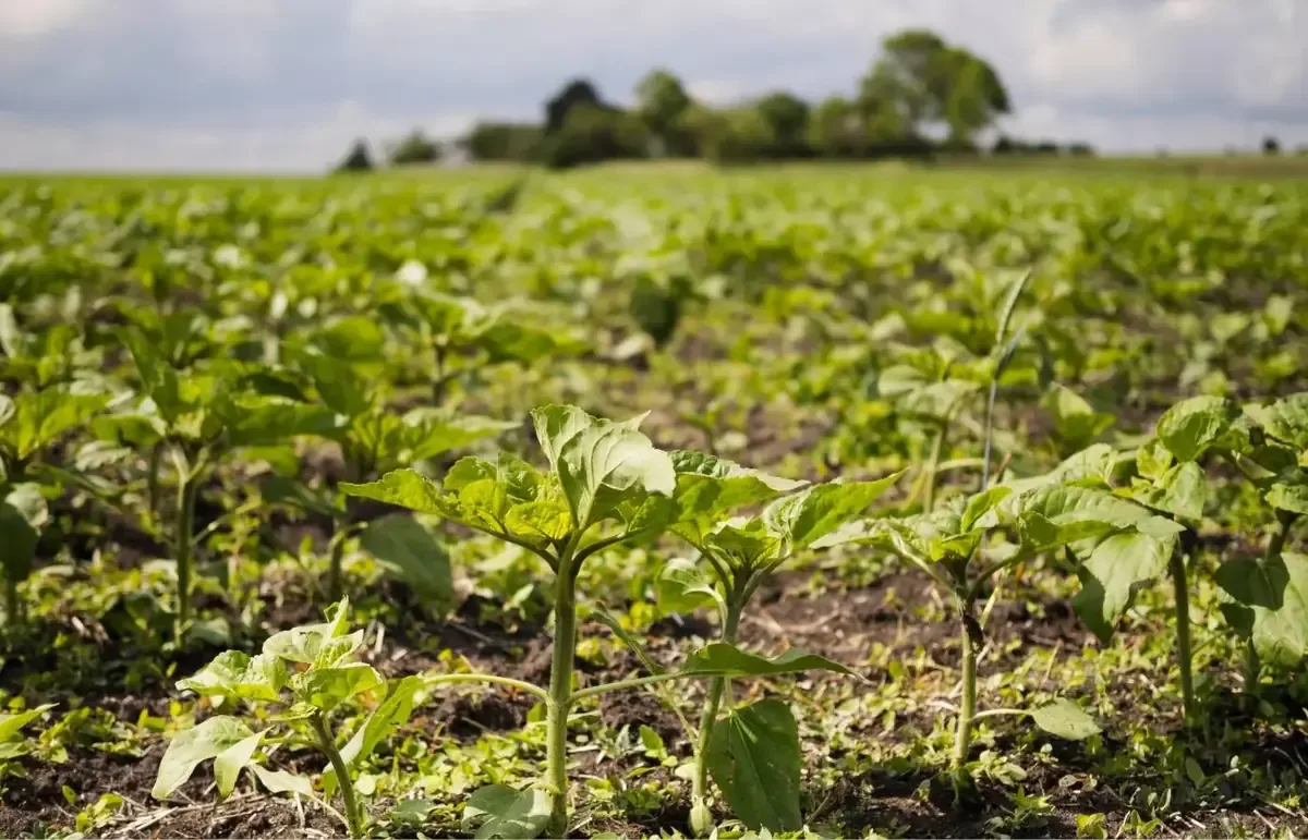 Se prevén lluvias por debajo de la media, lo que afectará la agricultura en varias regiones.