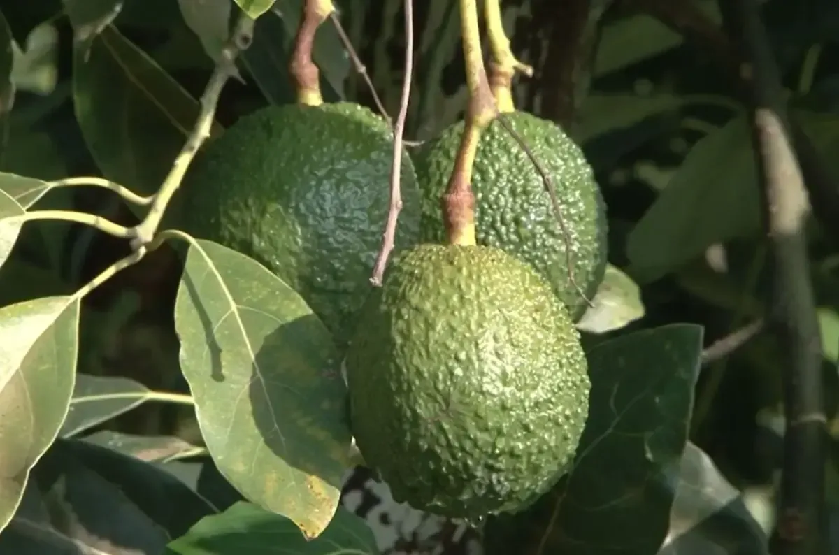 La reactivación de la agricultura en Michoacán asegura confianza en el comercio bilateral.
