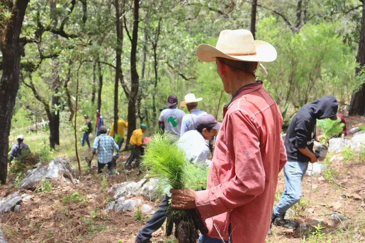 La acción busca restaurar ecosistemas y combatir el cambio climático en Guerrero.
