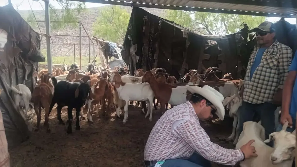 Las acciones buscan contener el gusano barrenador en ganado de Coahuila.