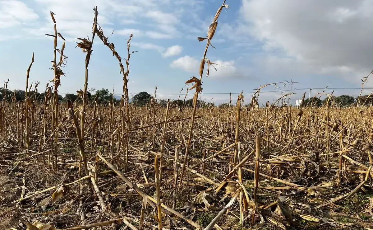 Los seguros catastróficos actuarán para apoyar a los productores ante pérdidas significativas.