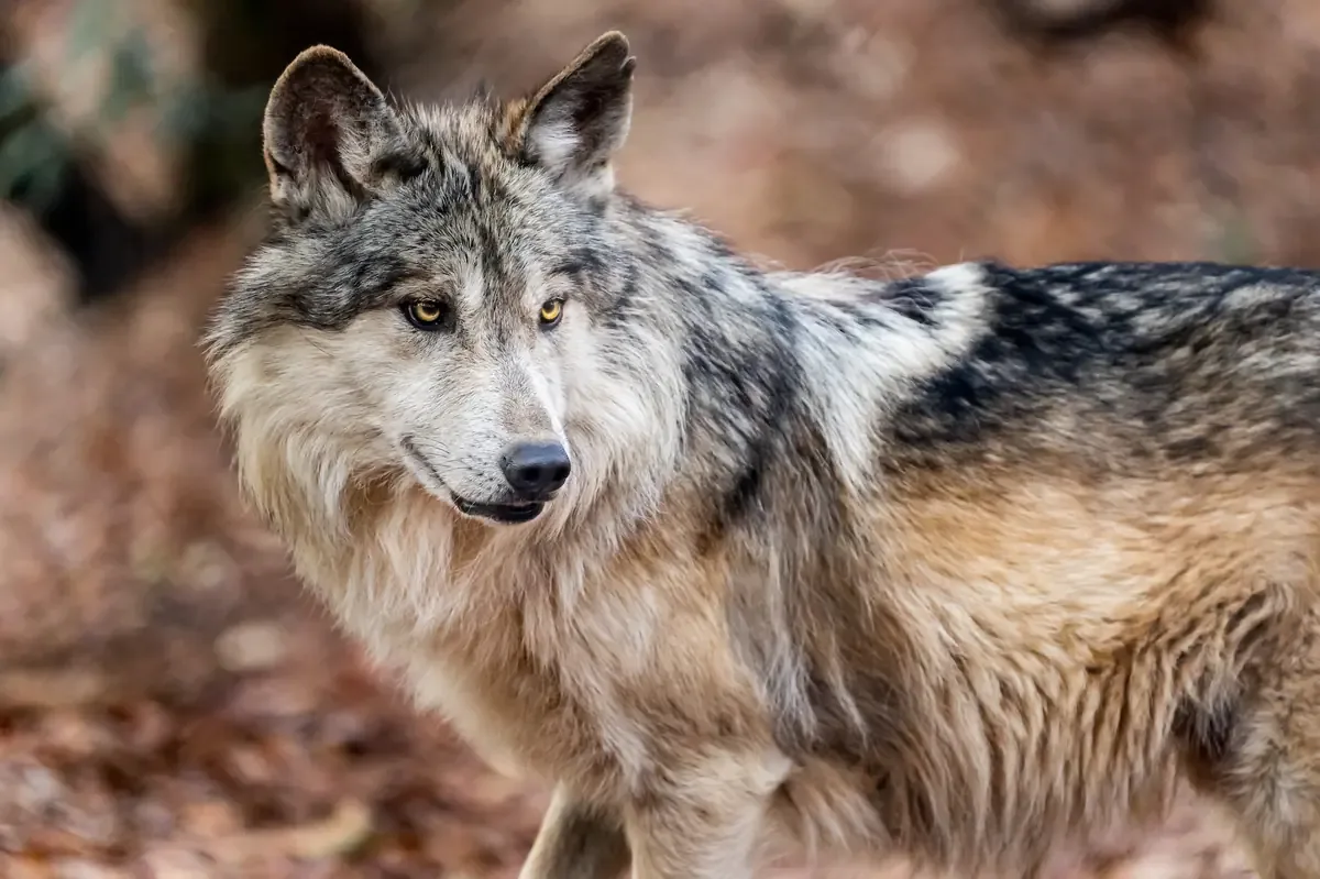 La presidenta urge colaboración entre México y Estados Unidos para proteger al lobo gris.