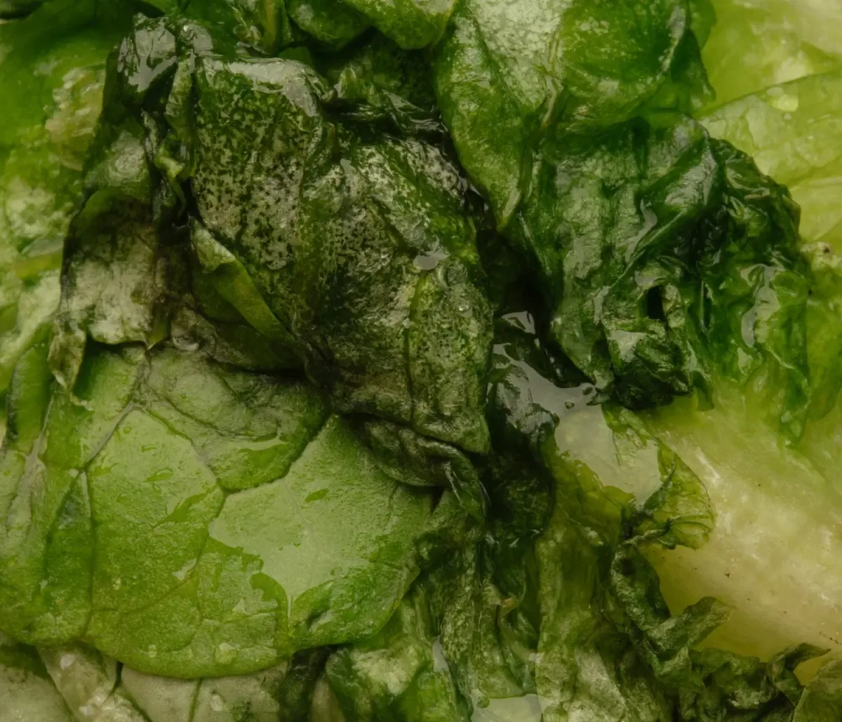Una investigación profunda busca esclarecer la relación entre lechuga y brotes de infecciones en Estados Unidos.