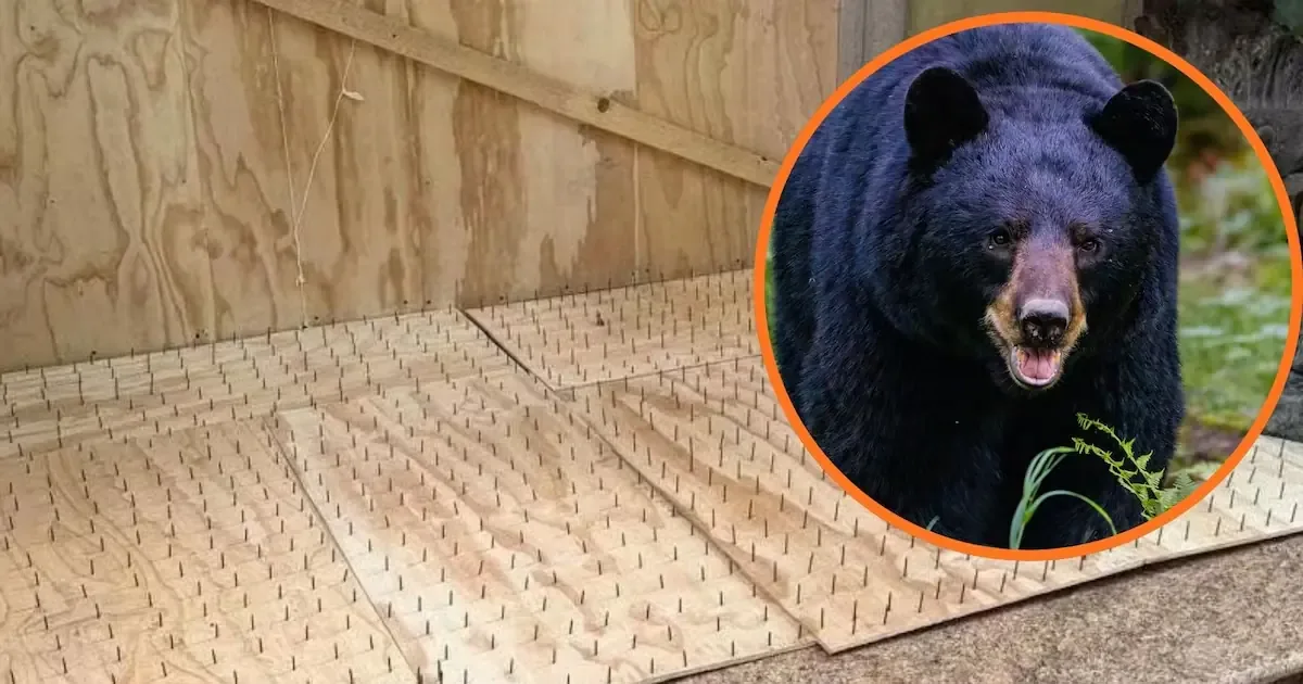 La colocación de tablas con clavos en San Pedro genera alertas por el riesgo para fauna y personas.