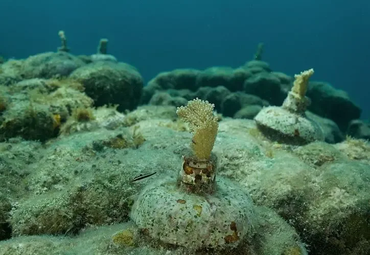 Sonidos del océano revelan la salud de los arrecifes en el Caribe Mexicano.