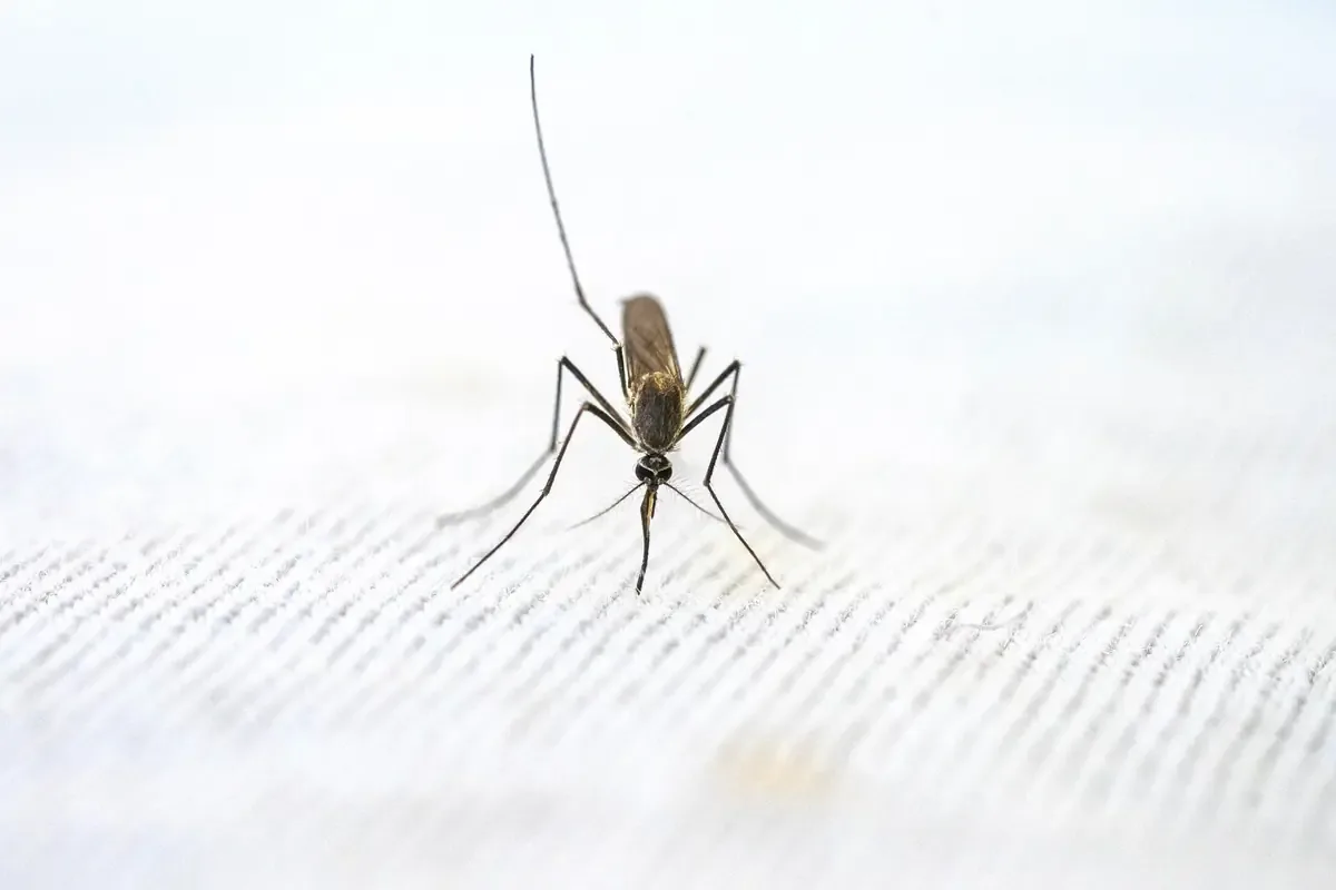 El estado enfrenta un aumento significativo de casos de dengue en comparación con años anteriores.