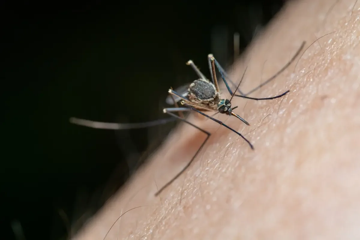 La Secretaría de Salud detalla el aumento de casos y defunciones por dengue en Sonora.