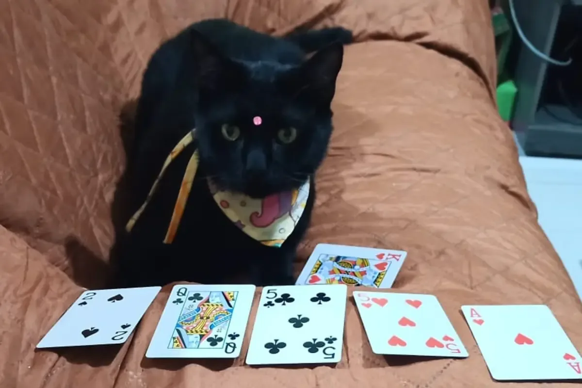 Las creencias erróneas sobre los gatos negros afectan sus oportunidades de adopción y generan estigmas negativos.