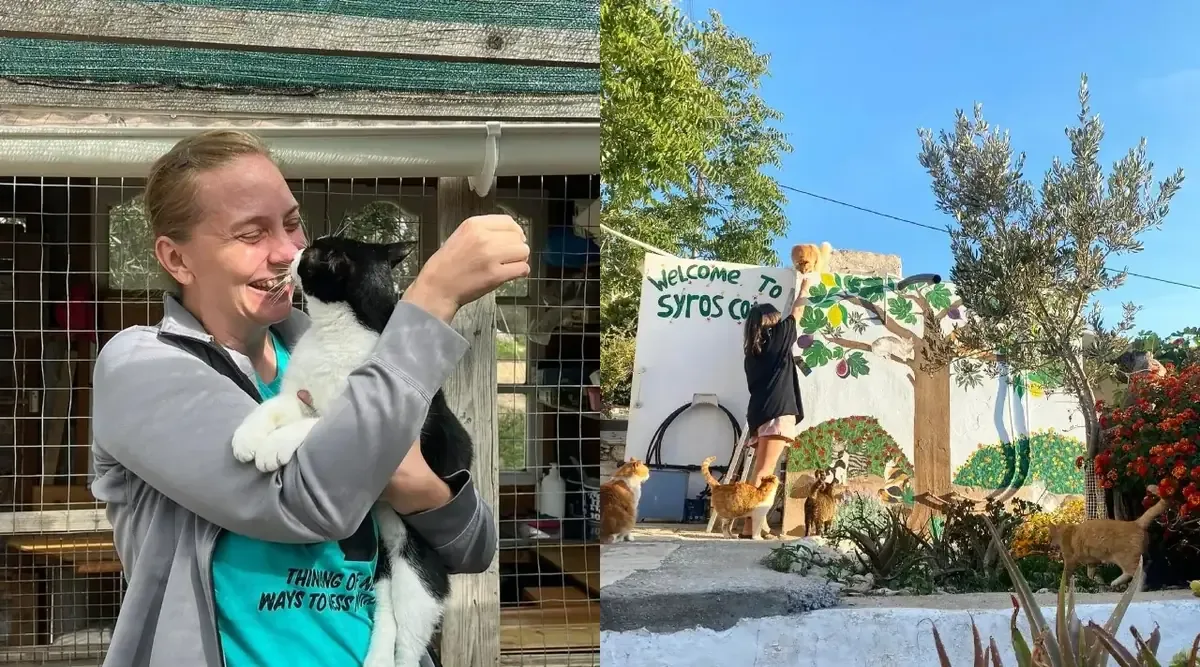 Syros Cats busca amantes de los felinos para ayudar en el cuidado de gatos callejeros.