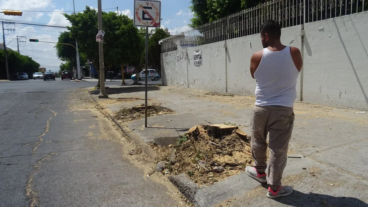 Talas de árboles en León han generado preocupación ambiental y sanciones económicas.