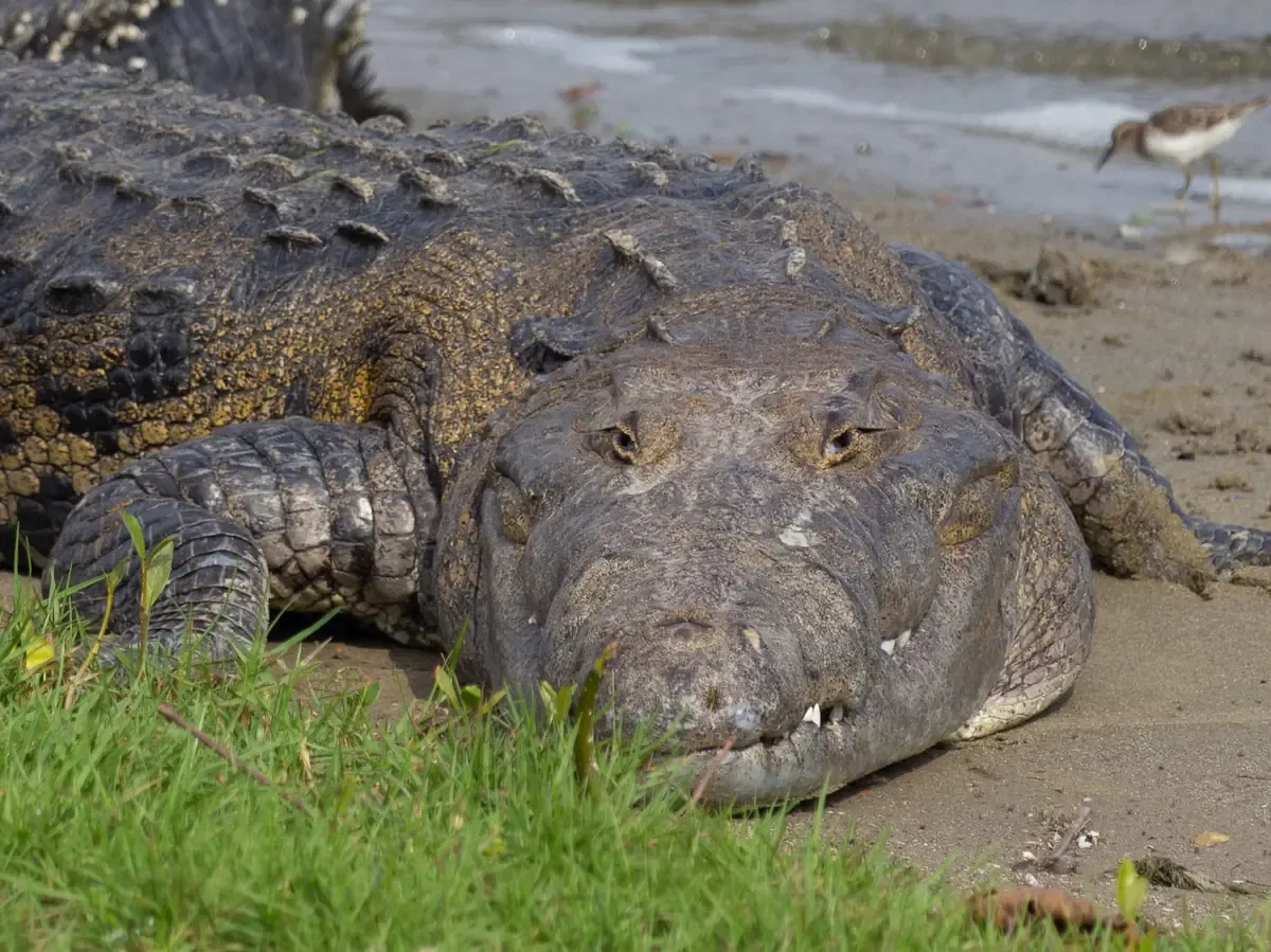 Dos Unidades de Manejo para la Conservación de cocodrilos buscan promover la protección de la fauna local.
