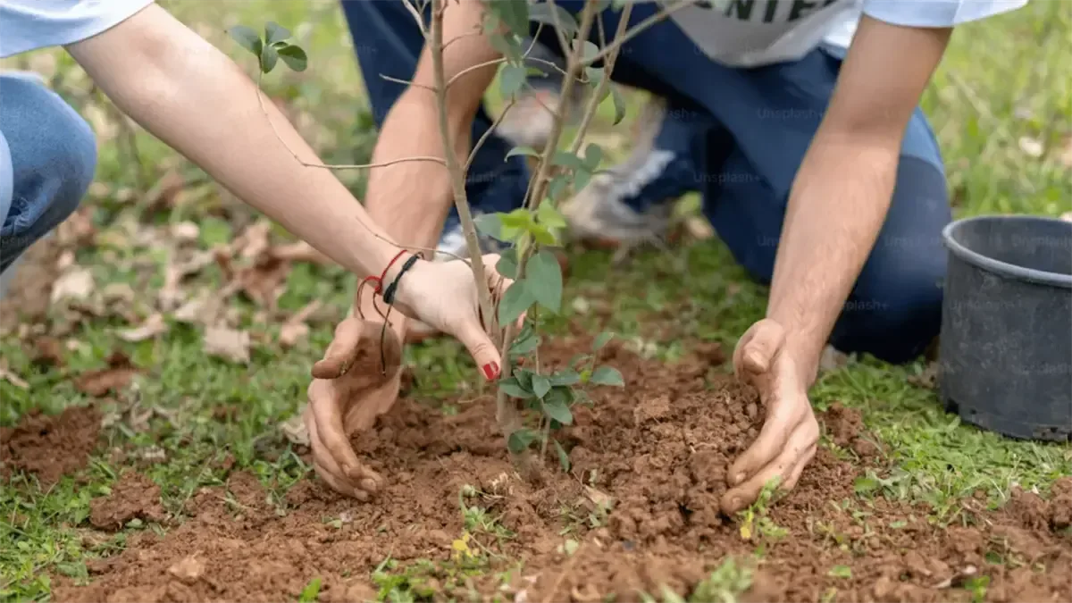 La estrategia busca mitigar el calor en áreas críticas mediante la plantación de árboles.