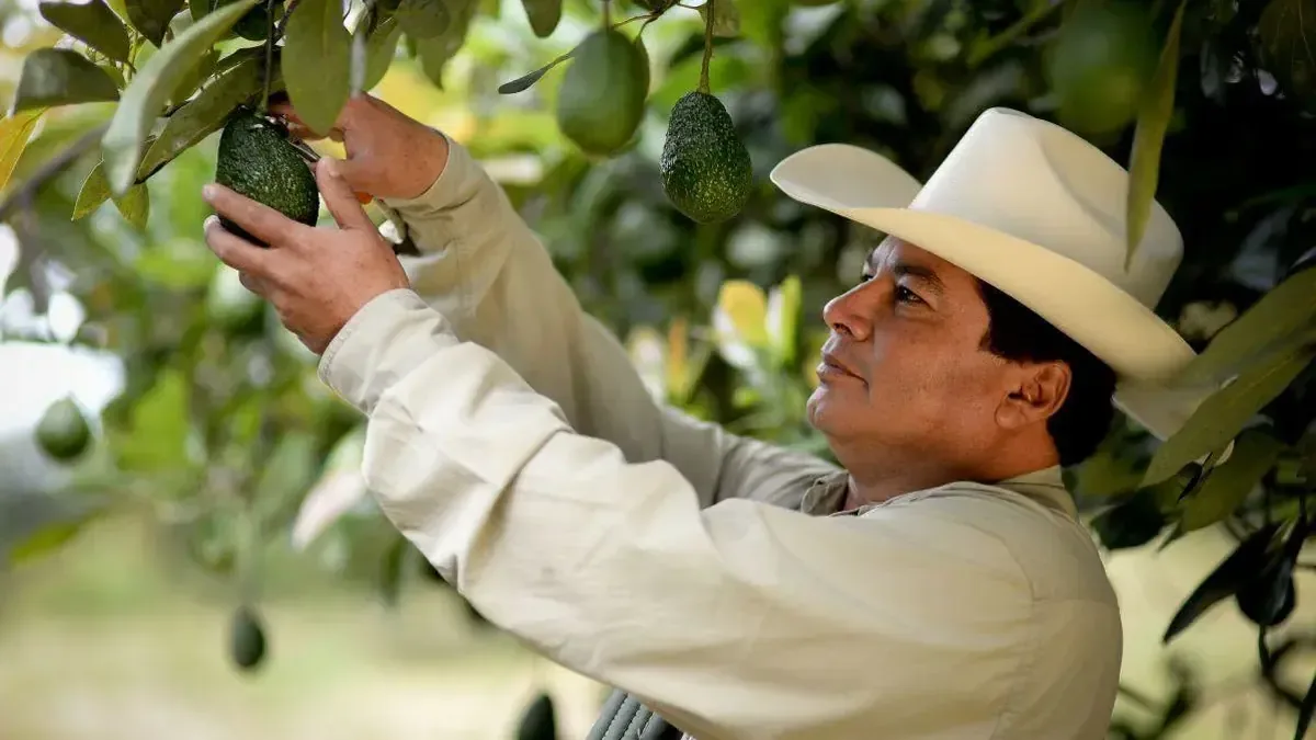 La reanudación de la actividad aguacatera beneficia a miles de familias que dependen de este cultivo en el municipio.