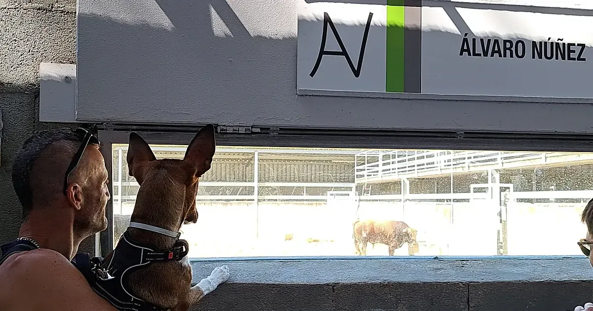 Este entrañable perro se ha ganado el cariño de los toros en los Corrales del Gas, destacando en la fiesta de San Fermín.