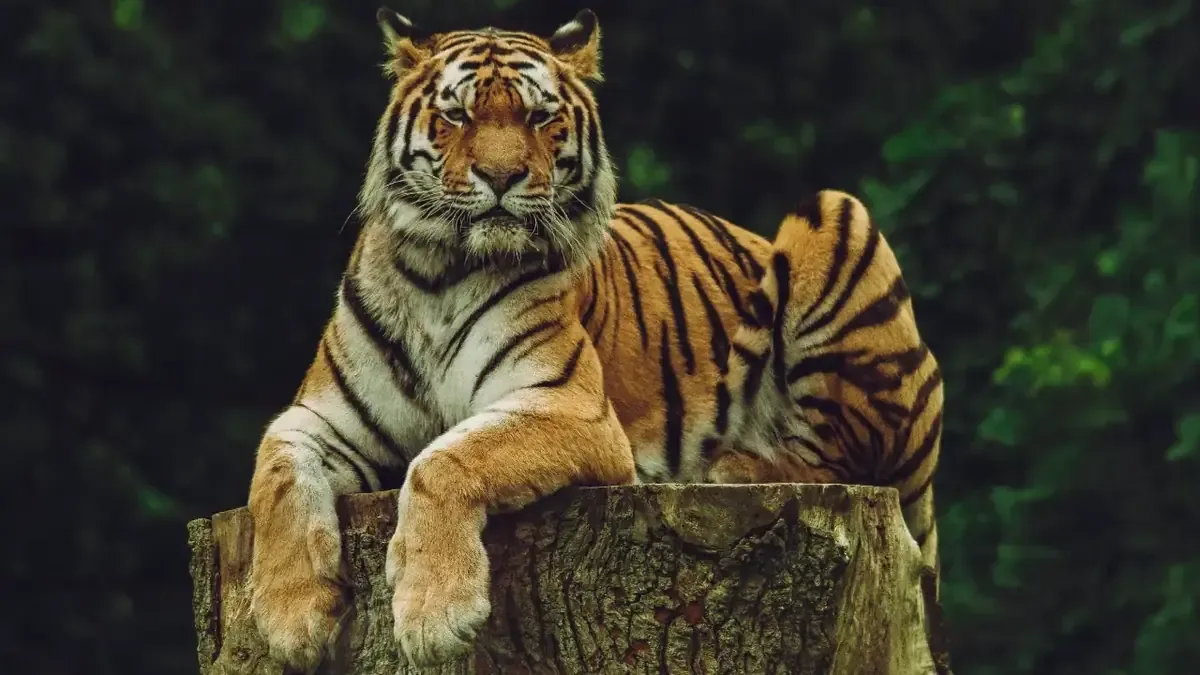 Un tigre rescatado en Baja California Sur será enviado al Zoológico Internacional para su cuidado y protección.