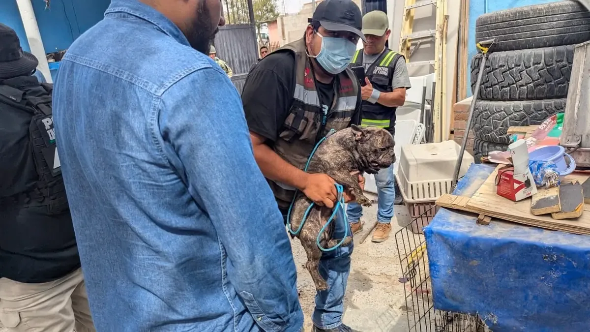 La incautación de estos animales resalta otro aspecto del crimen organizado en la región.