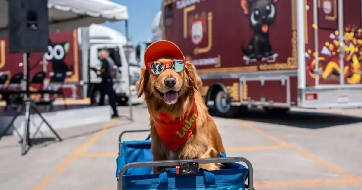 Un nuevo programa busca mejorar el control y bienestar animal en la ciudad.