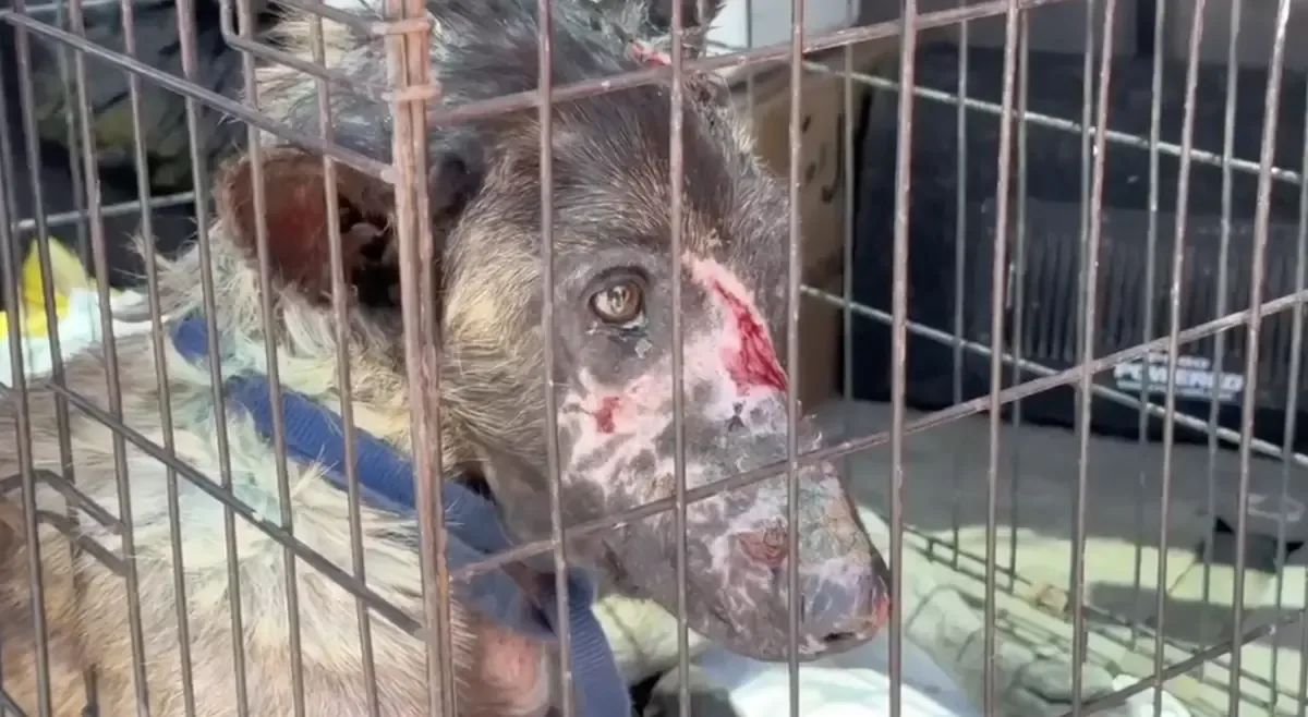 La nueva agencia busca combatir el abandono y maltrato de animales en Tijuana.