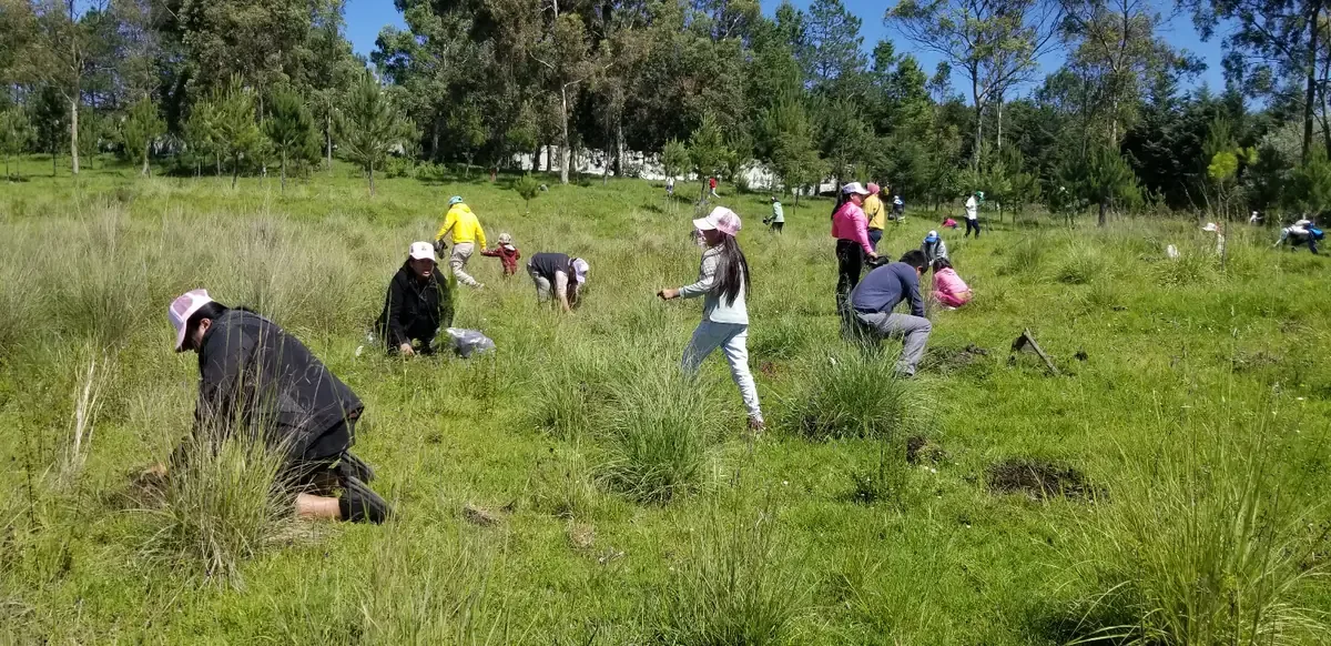 La reforestación en Toluca busca crear entornos más verdes y reducir el calor urbano, promoviendo la participación ciudadana.