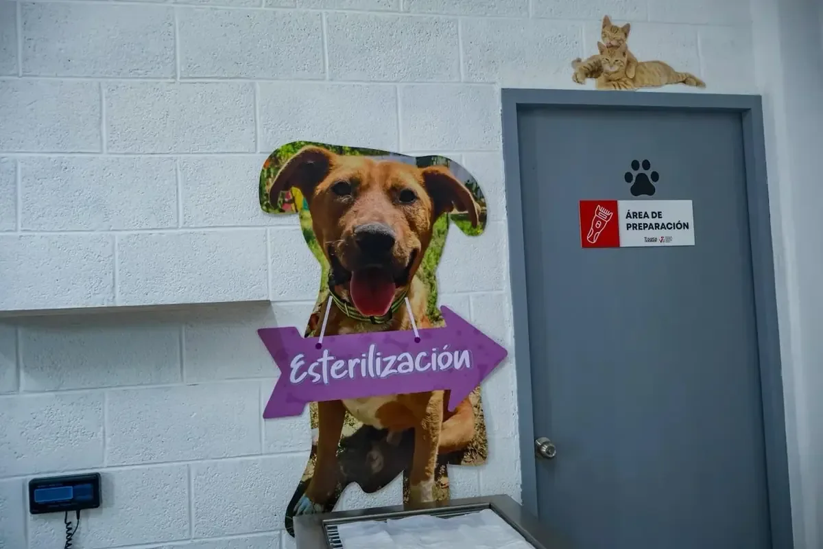 Durante vacaciones, el CCyBA de Toluca mantendrá sus servicios gratuitos para mascotas, promoviendo la salud animal.