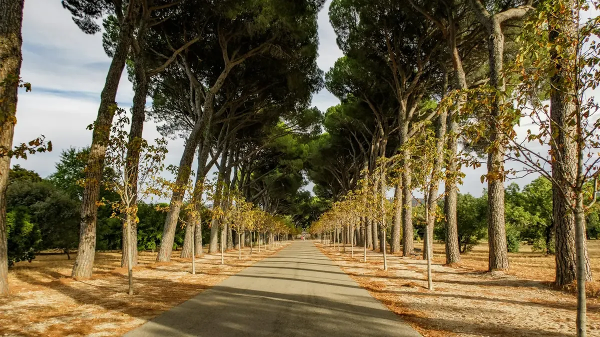 La campaña “Adopta tu Árbol” busca concientizar sobre el cuidado ambiental y mejorar el entorno urbano.