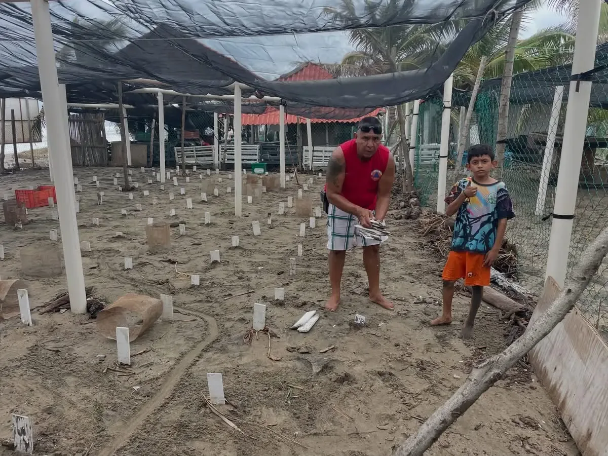 A pesar de las pérdidas por el huracán Polo, la anidación de tortugas marinas aún es posible.