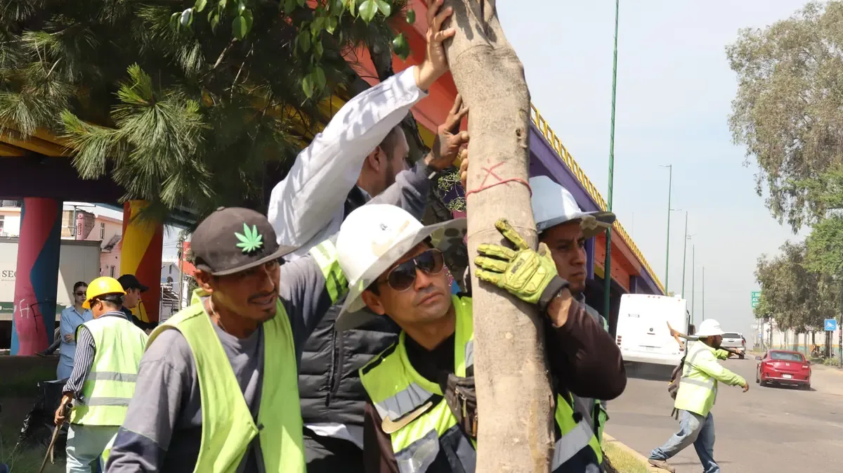 Autoridades ambientales evitan la tala de árboles en la obra del Morebús en Morelia.