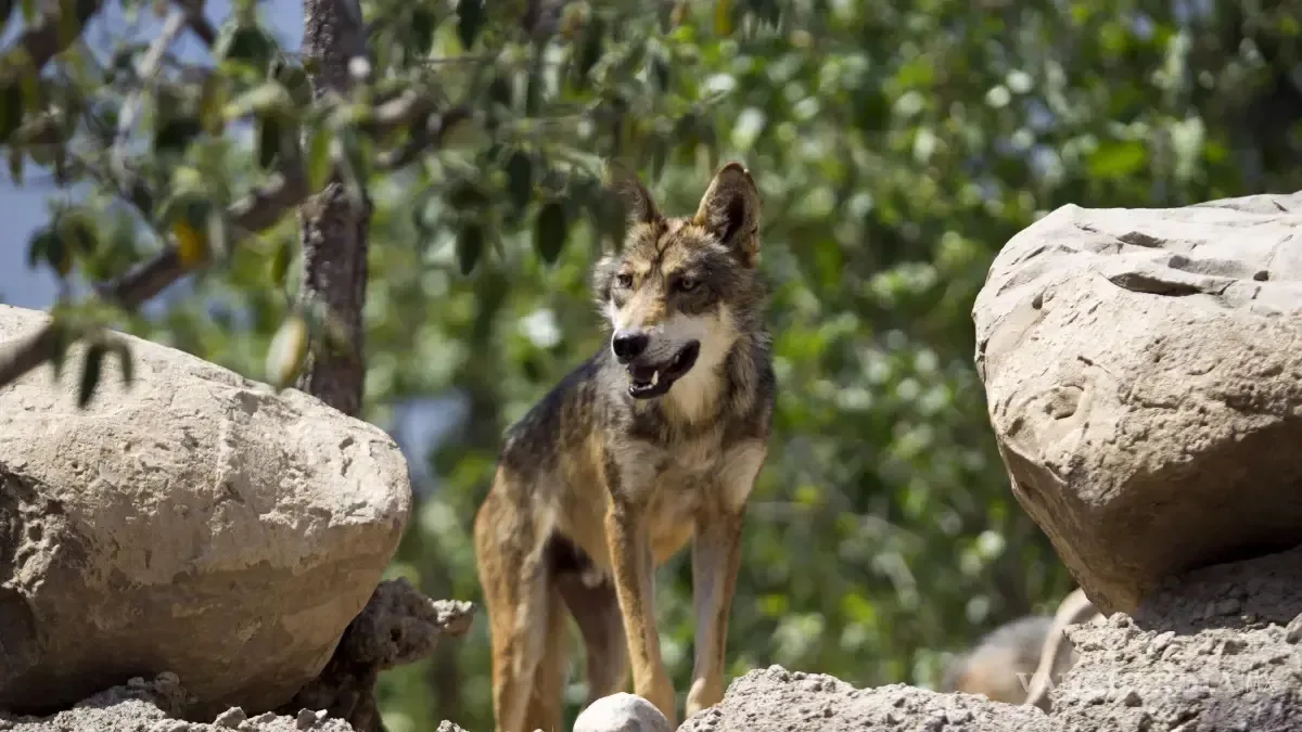 La revisión de la protección del lobo gris mexicano podría afectar su ya crítica población.