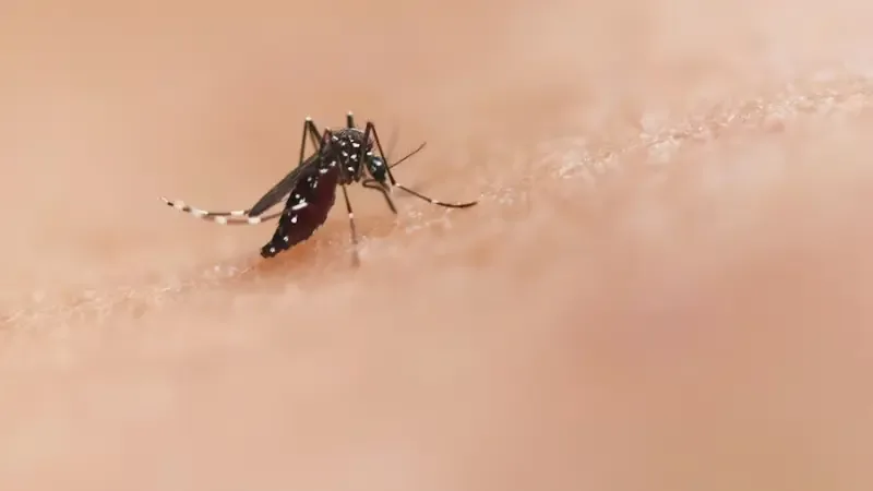 Un análisis de cómo la desaparición de los mosquitos afectaría a la naturaleza y la salud humana.