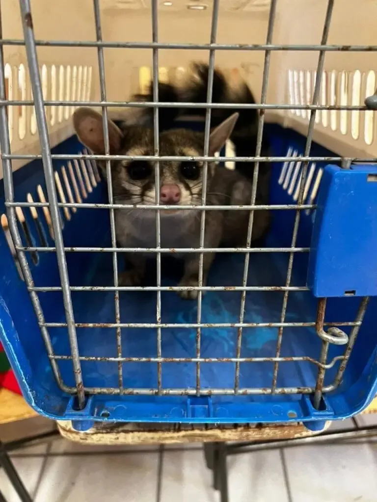 Un cacomixtle tras su rescate en San Pedro La Cañada, listo para regresar a su hábitat.
