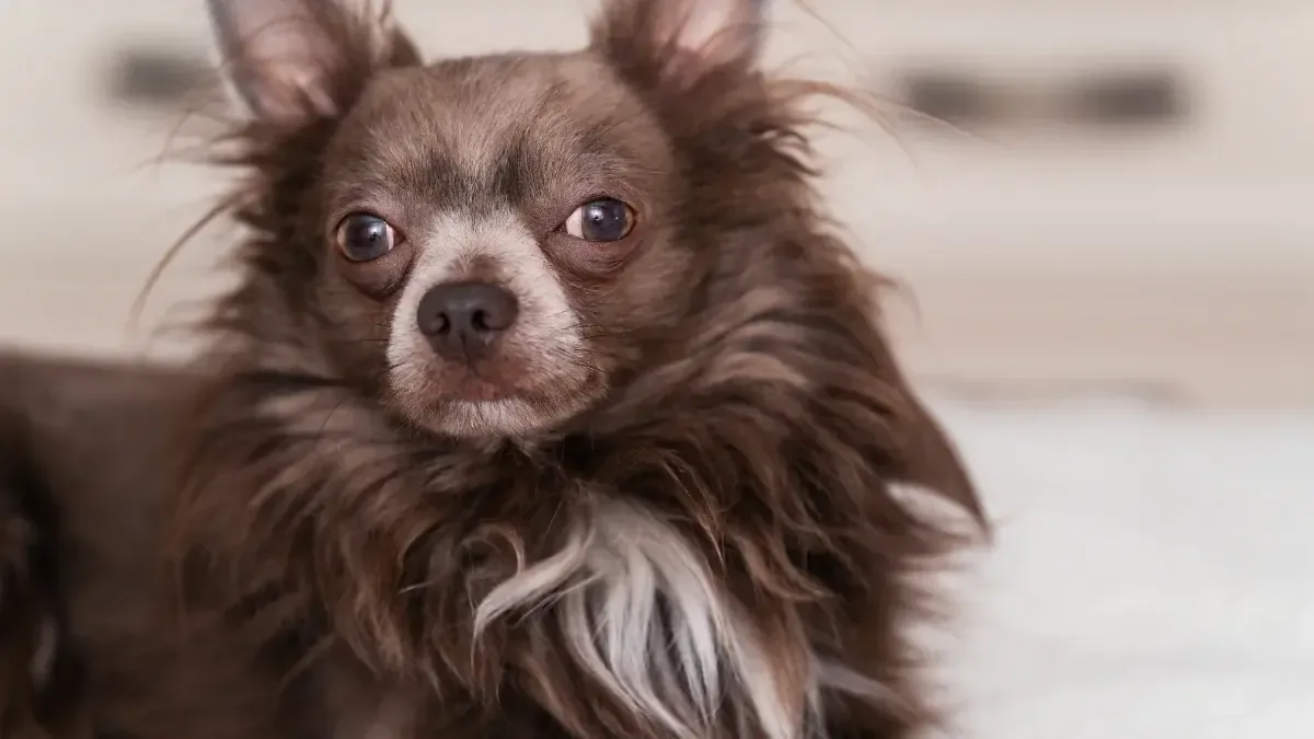El entusiasmo de Gizmo, el Chihuahua, al anticipar su baño es contagioso y divertido.