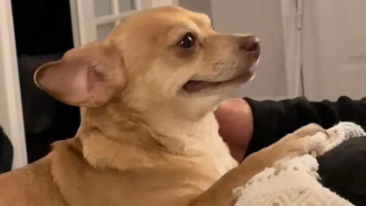 Un conmovedor video muestra la alegría de un perrito adoptado en un hogar temporal.
