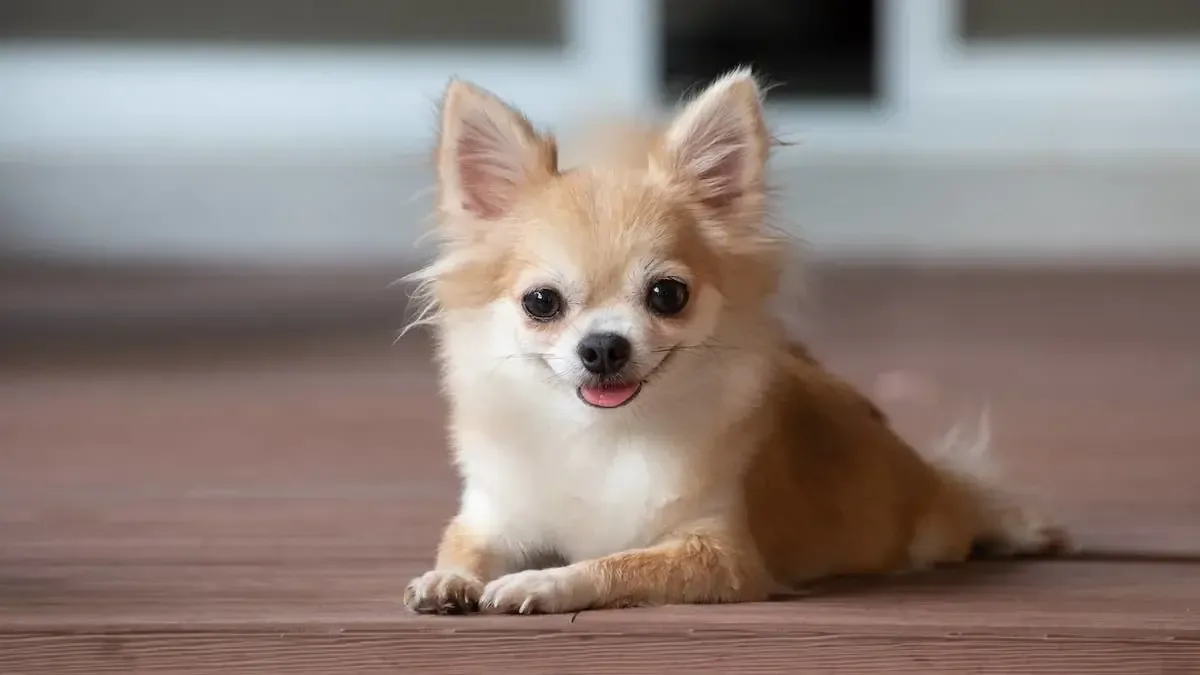El comportamiento curioso de un perro que ha aprendido de sus compañeros felinos.