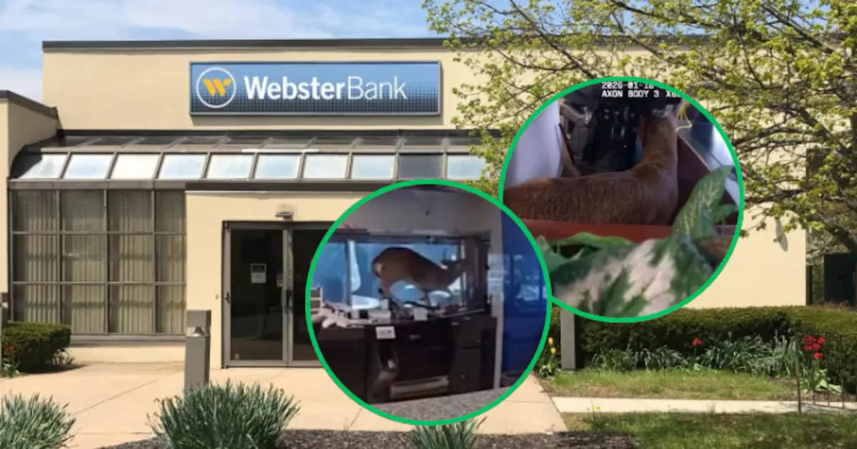 Un ciervo salvaje dentro del Webster Bank en Long Island, Nueva York.