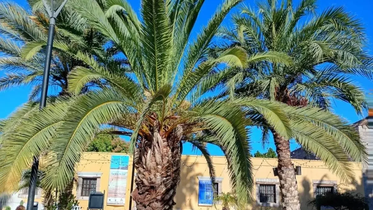 Un día ideal para actividades al aire libre con temperaturas templadas y cielos despejados en Baja California Sur.
