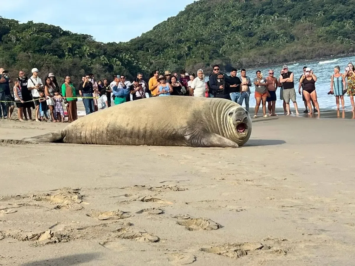 Un elefante marino sorprende a visitantes en la playa de Los Ayala, Nayarit.
