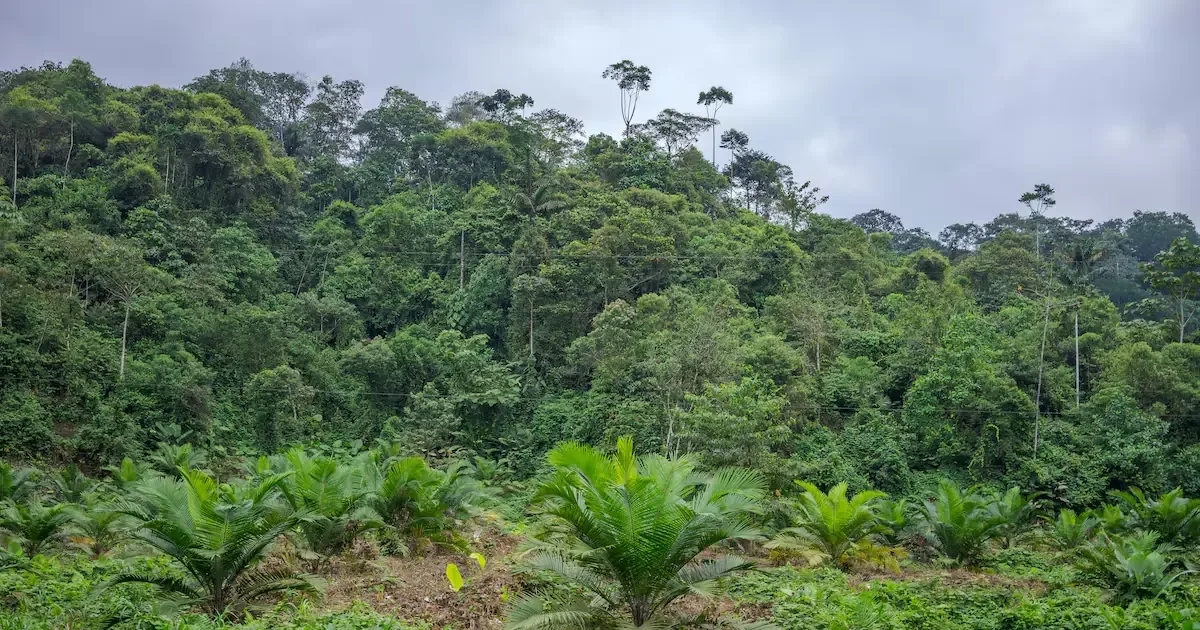 Un estudio destaca la capacidad de los bosques ecuatorianos para recuperarse y restaurar su biodiversidad.