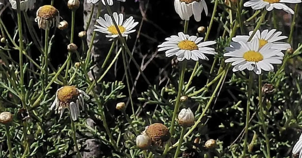 Un estudio revela la compleja evolución de las margaritas en las Islas Canarias, destacando su biodiversidad y adaptación.
