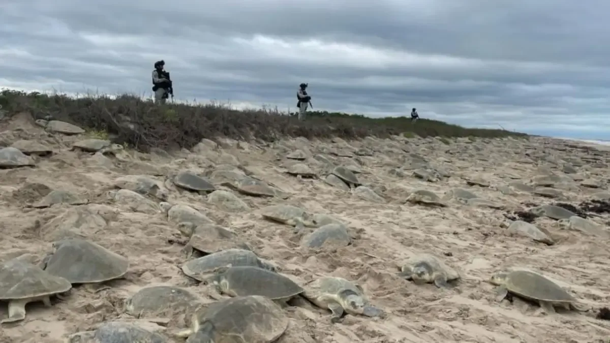 Un evento que resalta la importancia de la conservación marina y la recuperación de la tortuga lora.