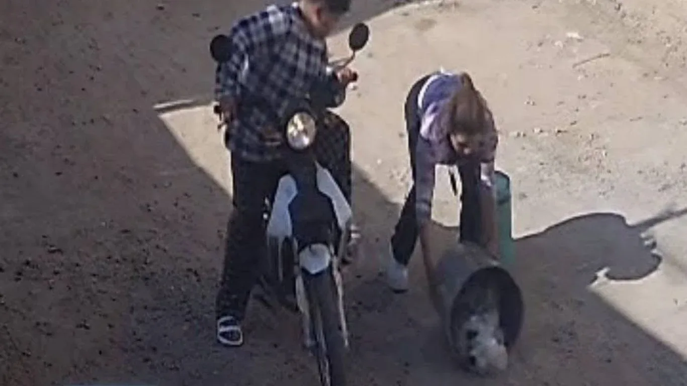 Un gato rescatado por Gaticos recibe atención veterinaria especializada en León.
